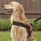 Show in main carousel: HDP Big Dog No Pull Dog Harness, Red, X-Large slide 6 of 11