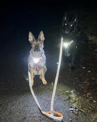 Show full view: Headlight Harness Double Handle Reflective Dog Leash, 6-ft, Blue slide 2 of 5