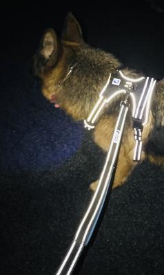 Show full view: Headlight Harness Double Handle Reflective Dog Leash, 6-ft, Blue slide 3 of 5