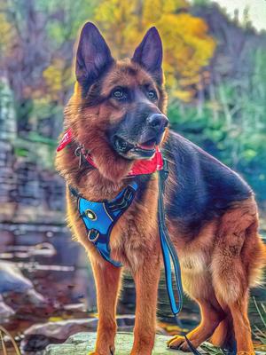 Show full view: Headlight Harness Double Handle Reflective Dog Leash, 6-ft, Blue slide 4 of 5