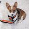 Show in main carousel: Headlight Harness Double Handle Reflective Dog Leash, 6-ft, Orange slide 4 of 5
