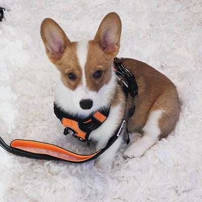 Show full view: Headlight Harness Double Handle Reflective Dog Leash, 6-ft, Orange slide 4 of 5