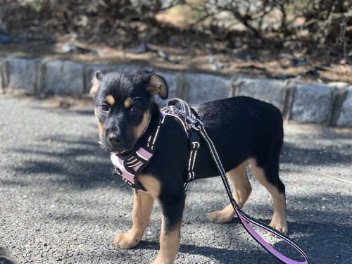 Show full view: Headlight Harness Double Handle Reflective Dog Leash, 6-ft, Pink slide 3 of 6