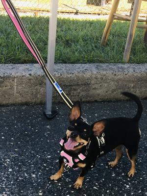 Show full view: Headlight Harness Double Handle Reflective Dog Leash, 6-ft, Pink slide 4 of 6