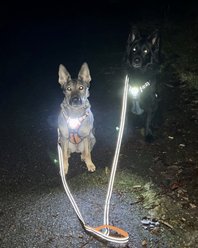 Headlight Harness Double Handle Reflective Dog Leash, 6-ft, Purple slide 2 of 2