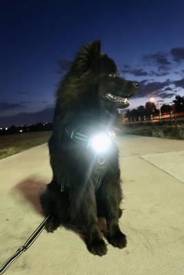 Show full view: Headlight Harness LED Light Dog Harness, Black, Large slide 4 of 9