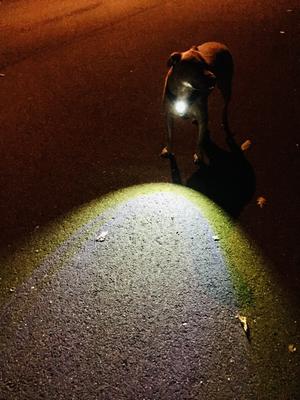 Show full view: Headlight Harness LED Light Dog Harness, Black, Large slide 5 of 9