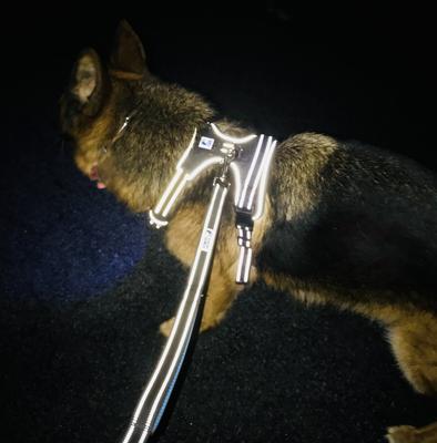 Show full view: Headlight Harness LED Light Dog Harness, Black, Large slide 6 of 9