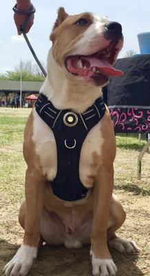 Show full view: Headlight Harness LED Light Dog Harness, Black, Large slide 7 of 9