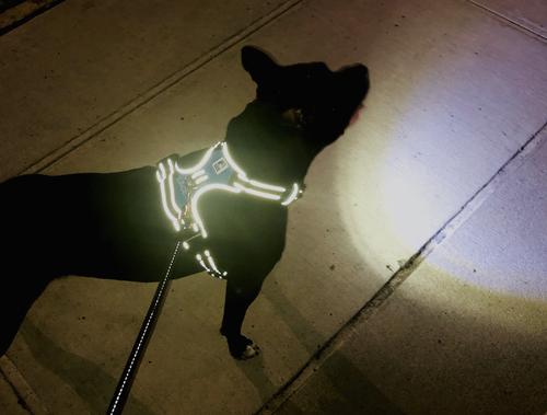 Show full view: Headlight Harness LED Light Dog Harness, Blue, Large slide 6 of 10