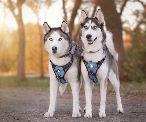 Show full view: Headlight Harness LED Light Dog Harness, Blue, Large slide 7 of 10