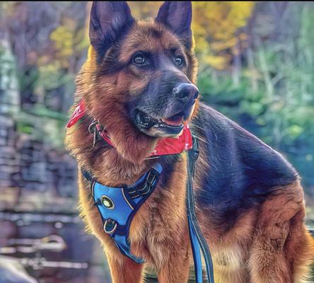 Show full view: Headlight Harness LED Light Dog Harness, Blue, Large slide 8 of 10