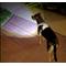 Show in main carousel: Headlight Harness LED Light Dog Harness, Purple, Medium slide 4 of 6