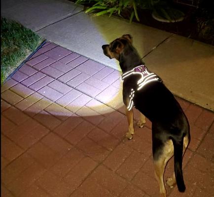 Show full view: Headlight Harness LED Light Dog Harness, Purple, X-Small slide 6 of 8