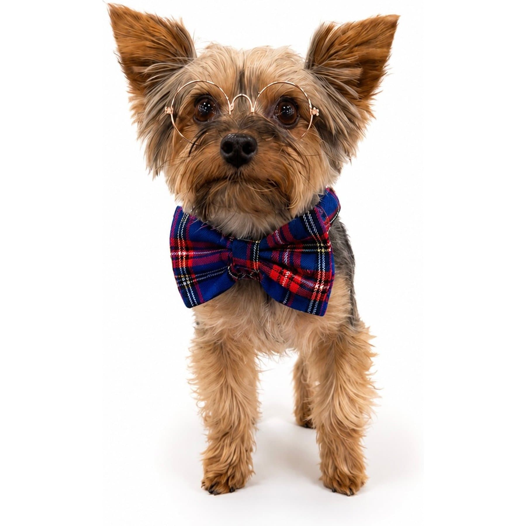 Heads or Tails Pup Bunchie Neck Dog Bow Tie, Blue/Red, Medium