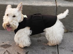 Healers Anxiety Vest for Dogs, Small, Front Module