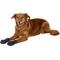 Show in main carousel: Healers Booties & Gauze Inserts for Dogs, Large slide 4 of 11