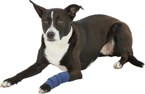 Show full view: Healers Leg Bandage Wrap with Gauze Pads for Dogs, Small slide 3 of 8