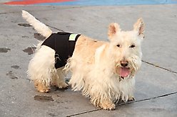 Healers Rear Anxiety Vest for Dogs, XX-Small