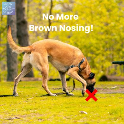 Show full view: Healthy Solutions for Pets Coprophagia Supplement for Dogs, 60 count slide 4 of 8