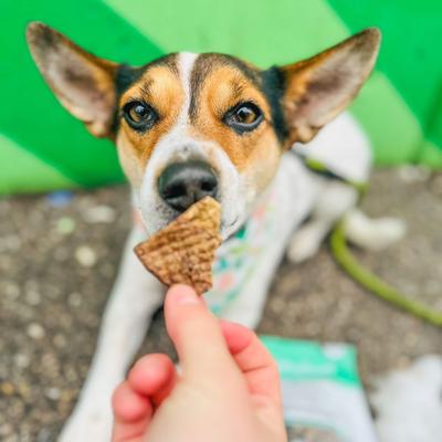 Show full view: Healthybud Beef Lung High-Value Single Ingredient Dog Treats, 5.3-oz bag slide 5 of 7