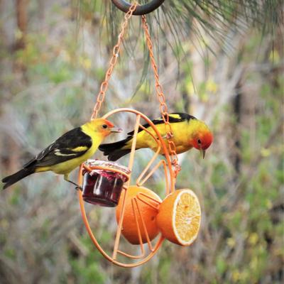 Show full view: Heath Clementine Oriole Feeder slide 7 of 8