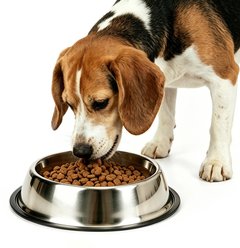 Heeyoo Dishwasher Safe Stainless Steel Dog Bowl, 4.5-cup slide 1 of 9