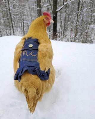 Show full view: Hen Couture Blue Denim Hen Saddle slide 2 of 4