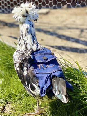 Show full view: Hen Couture Blue Denim Hen Saddle slide 4 of 4