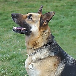 Herm Sprenger Fur Saver Training Dog Chain Slip Collar, 23-in neck, 4.0-mm wide slide 2 of 3