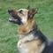 Show in main carousel: Herm Sprenger Fur Saver Training Dog Chain Slip Collar, 25-in neck, 4.0-mm wide slide 2 of 3