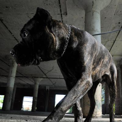 Show full view: Herm Sprenger Training Dog Chain Slip Collar, 16-in neck, 2.0-mm wide slide 3 of 6