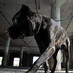 Herm Sprenger Training Dog Chain Slip Collar, 18-in neck, 2.25-mm wide slide 2 of 3