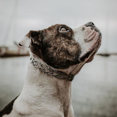 Show full view: Herm Sprenger Ultra-Plus Training Dog Prong Collar, 18-in neck, 3.0-mm wide slide 3 of 11