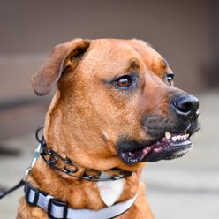 Herm Sprenger Ultra-Plus Training Dog Prong Collar with ClicLock, 18-in neck, 3.25-mm wide slide 2 of 3