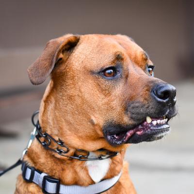 Show full view: Herm Sprenger Ultra-Plus Training Dog Prong Collar with ClicLock, 20-in neck, 4.0-mm wide slide 3 of 6