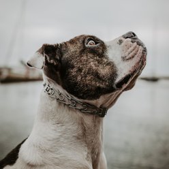 Herm Sprenger Ultra-Plus Training Dog Prong Collar with Latch, 18-in neck, 3.0-mm wide slide 2 of 8