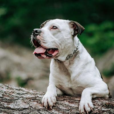 Show full view: Herm Sprenger Ultra-Plus Training Dog Prong Collar with Latch, 18-in neck, 3.0-mm wide slide 3 of 10