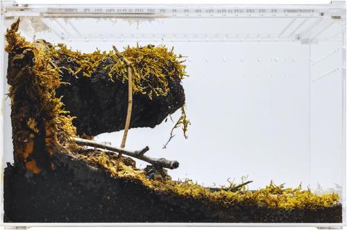 Show full view: HerpCult Acrylic Enclosure Large Reptile Terranium, Clear, 3.3-gal slide 4 of 10
