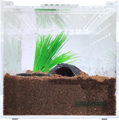 Show full view: HerpCult Acrylic Insect & Reptile Terrarium, Clear Top, Medium slide 4 of 8