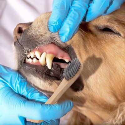 Show full view: H&H Pets Reusable Bamboo Toothbrush for Dogs & Cats, 8 count, Large slide 5 of 7