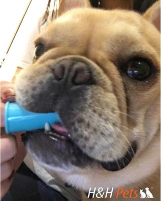 Show full view: H&H Pets Finger Dog & Cat Toothbrush, 4 count slide 7 of 10