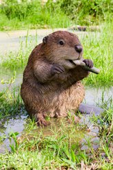 Hi-Line Gift American Beaver Statue, Brown, 12.8-in