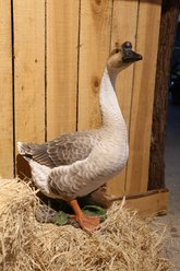 Hi-Line Gift Goose Statue, Brown/Cream, 17.72-in