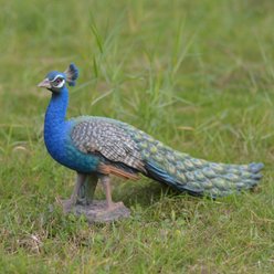Hi-Line Gift Small Peacock Statue, Blue/ Green, 20.75-in