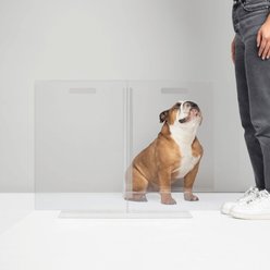 Hiddin Low Clear View Panel Freestanding Dog Gate, 30-in