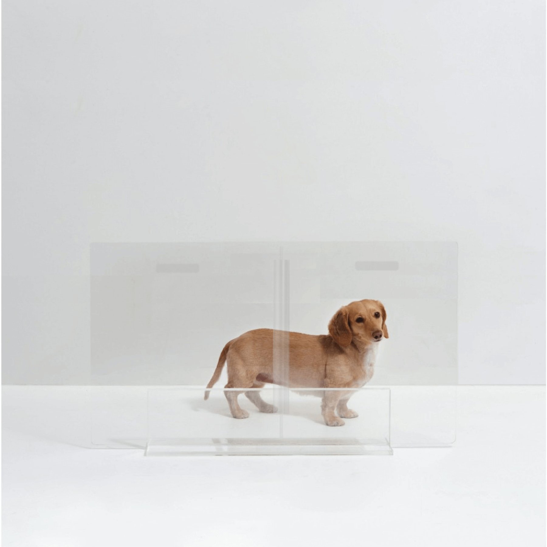 Hiddin Low Clear View Panel Freestanding Dog Gate, 32-in