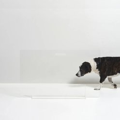 Hiddin Low Clear View Panel Freestanding Dog Gate, 36-in