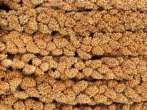 Show full view: Higgins Spray Millet Bird Treats, 25-lb bag slide 2 of 6