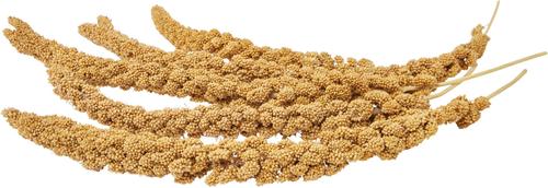 Show full view: Higgins Spray Millet Bird Treats, 25-lb bag slide 5 of 6